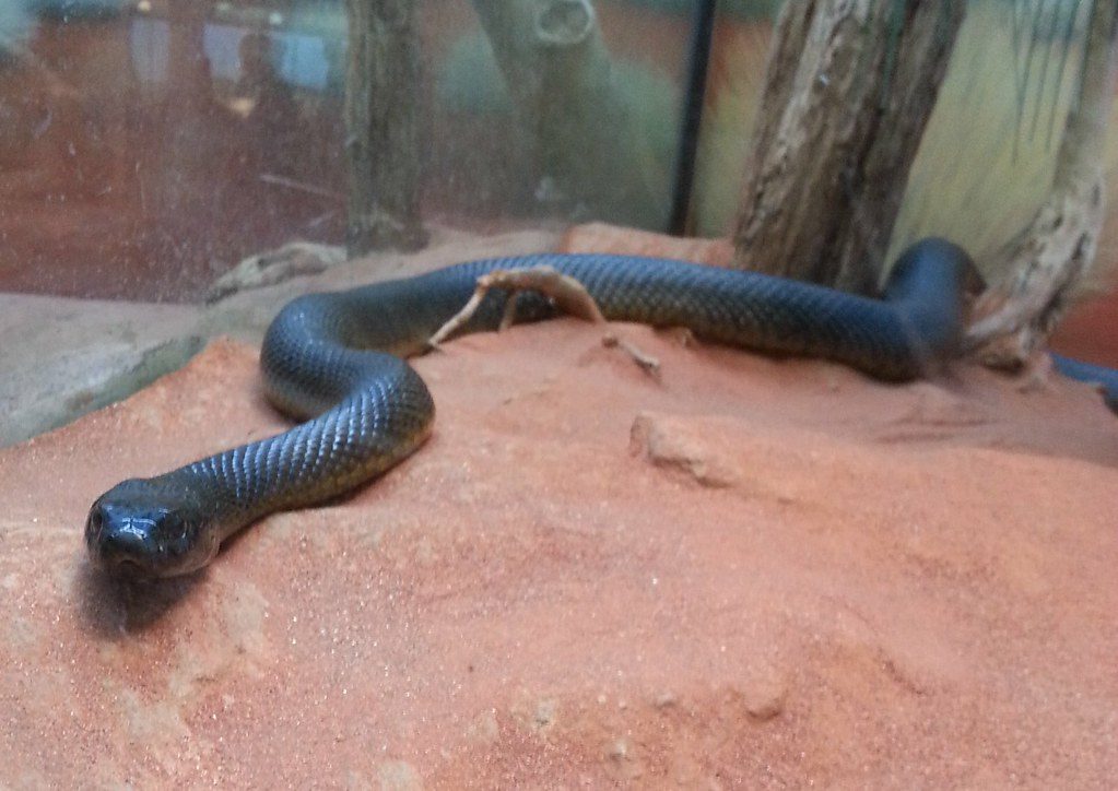 Why experts consider this snake one of the world’s most dangerous