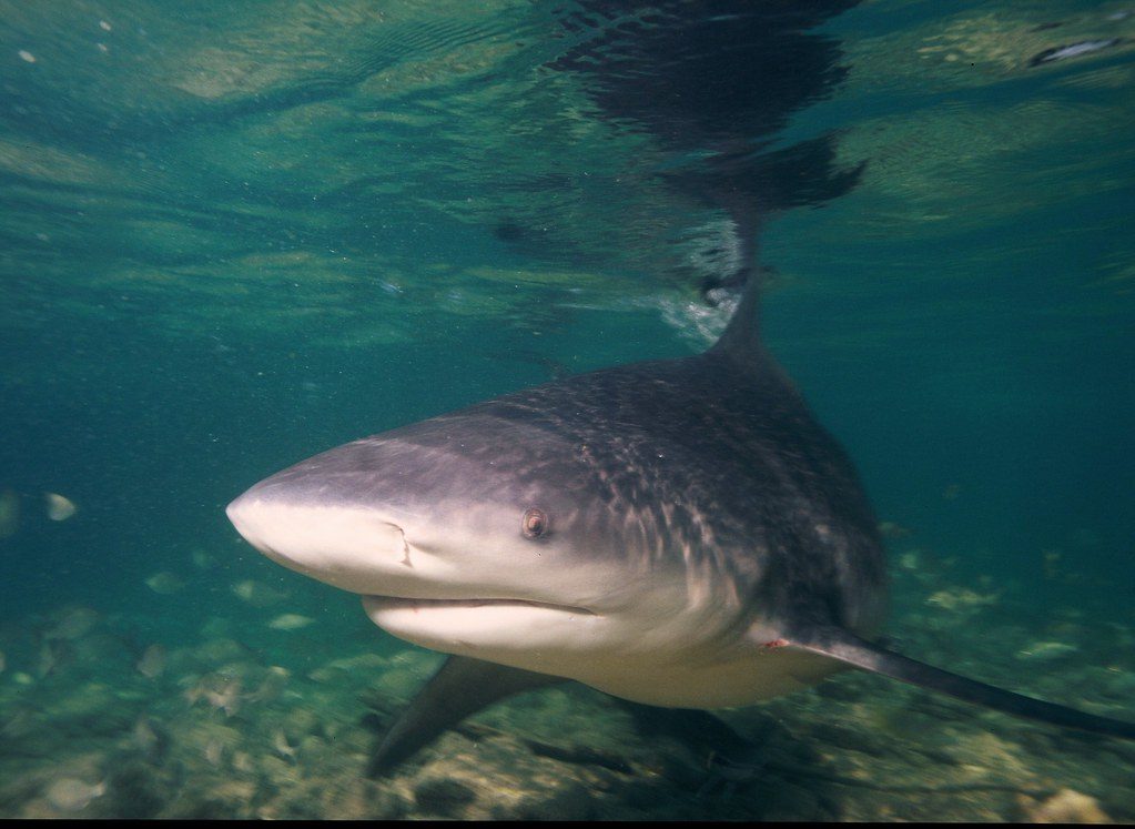 Here are the places where shark attacks are most likely to happen