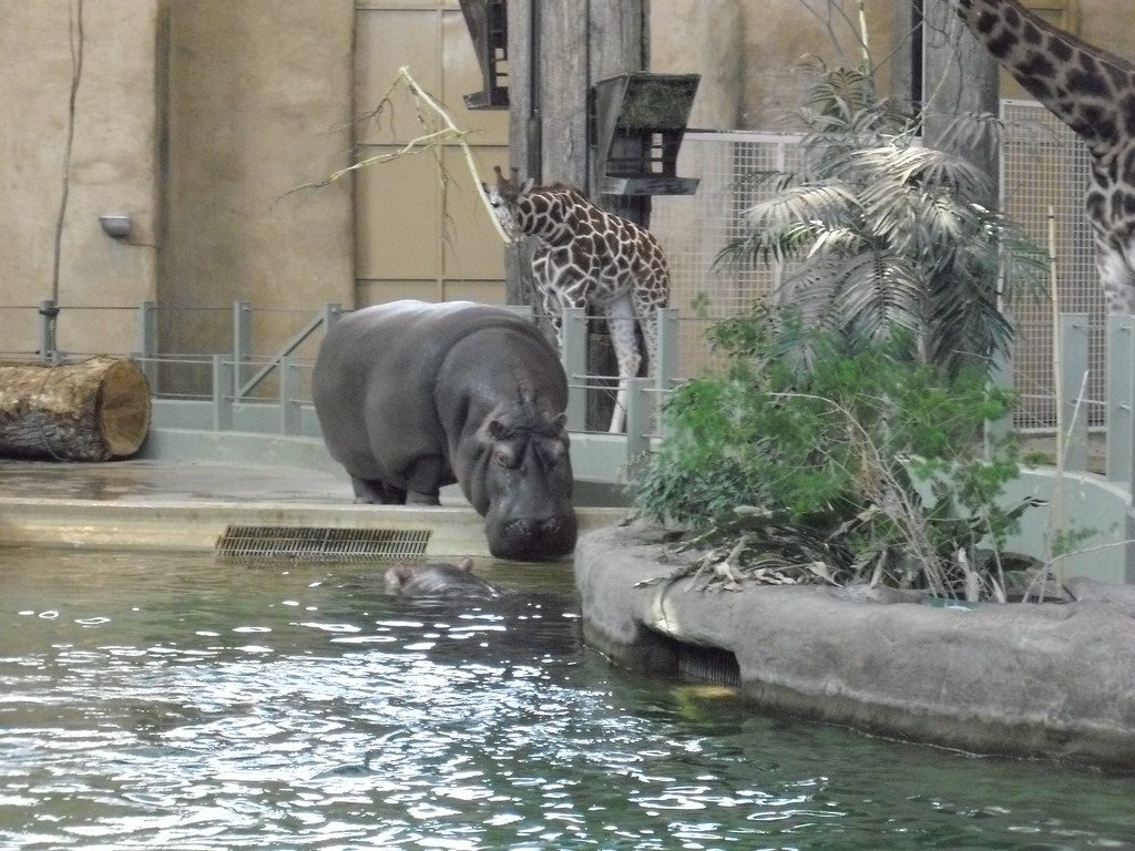 Orphaned baby hippo rescued beside his mother now finds comfort with a giraffe nanny at naptime