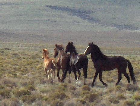 Separated wild horse family reunites after woman steps in to help