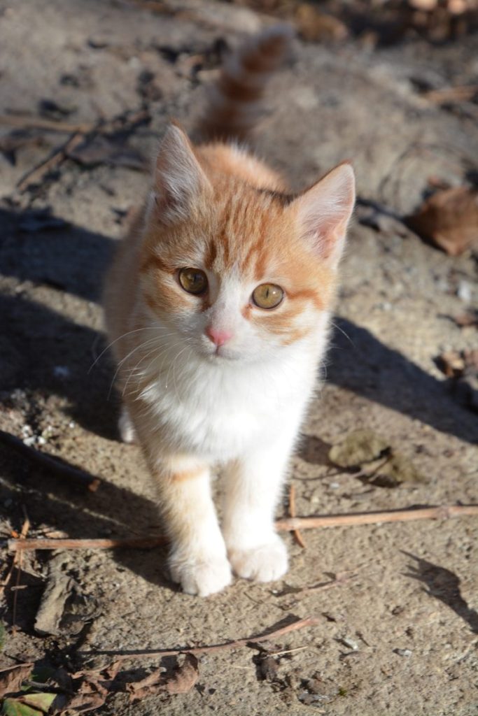 orange and white tabby cat