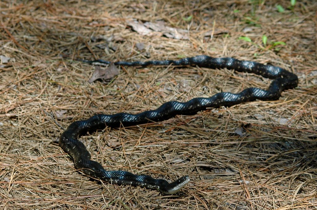 The simplest way to identify a copperhead versus a chicken snake