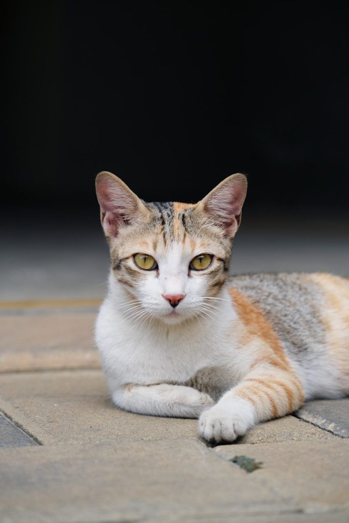 brown and white cat on gray concrete floor
