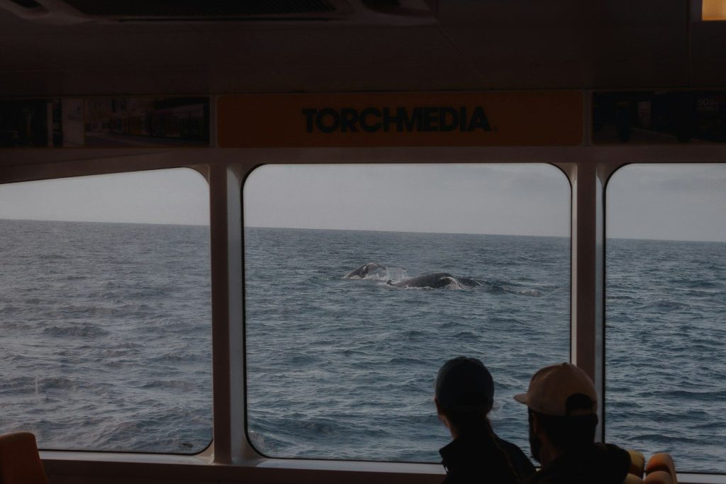 a couple of people looking out a window at a whale