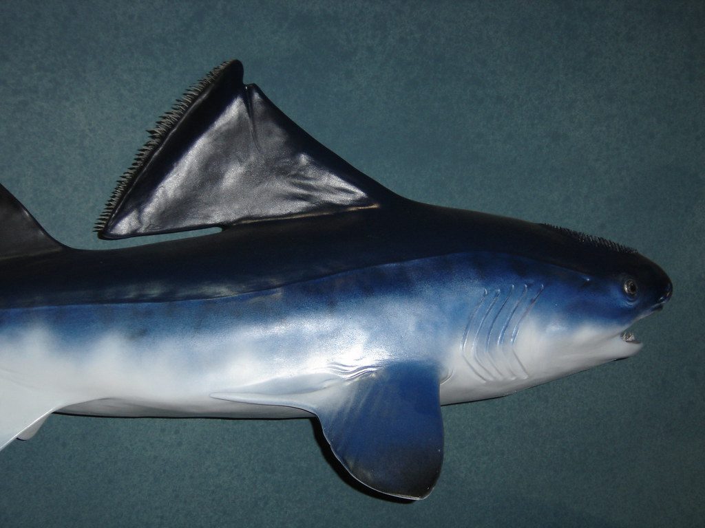 The ancient shark that stood out because of its remarkable fin