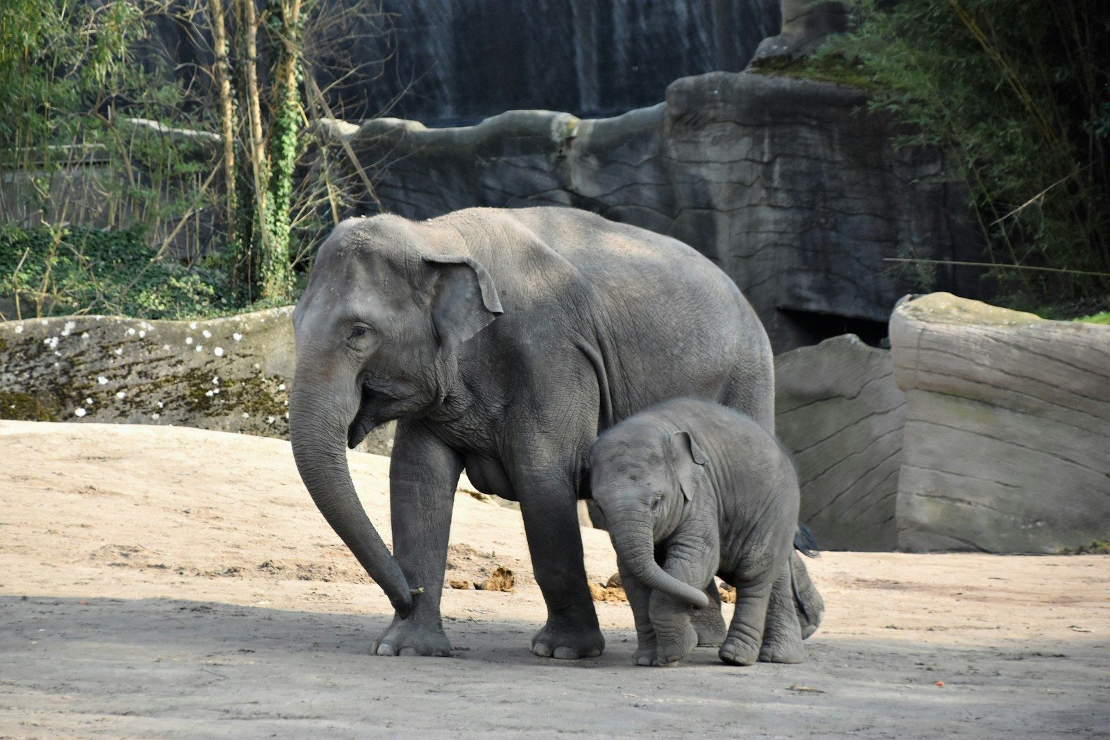 Baby elephant separated by flooded river reunited with family after rescuers use dung scent trick