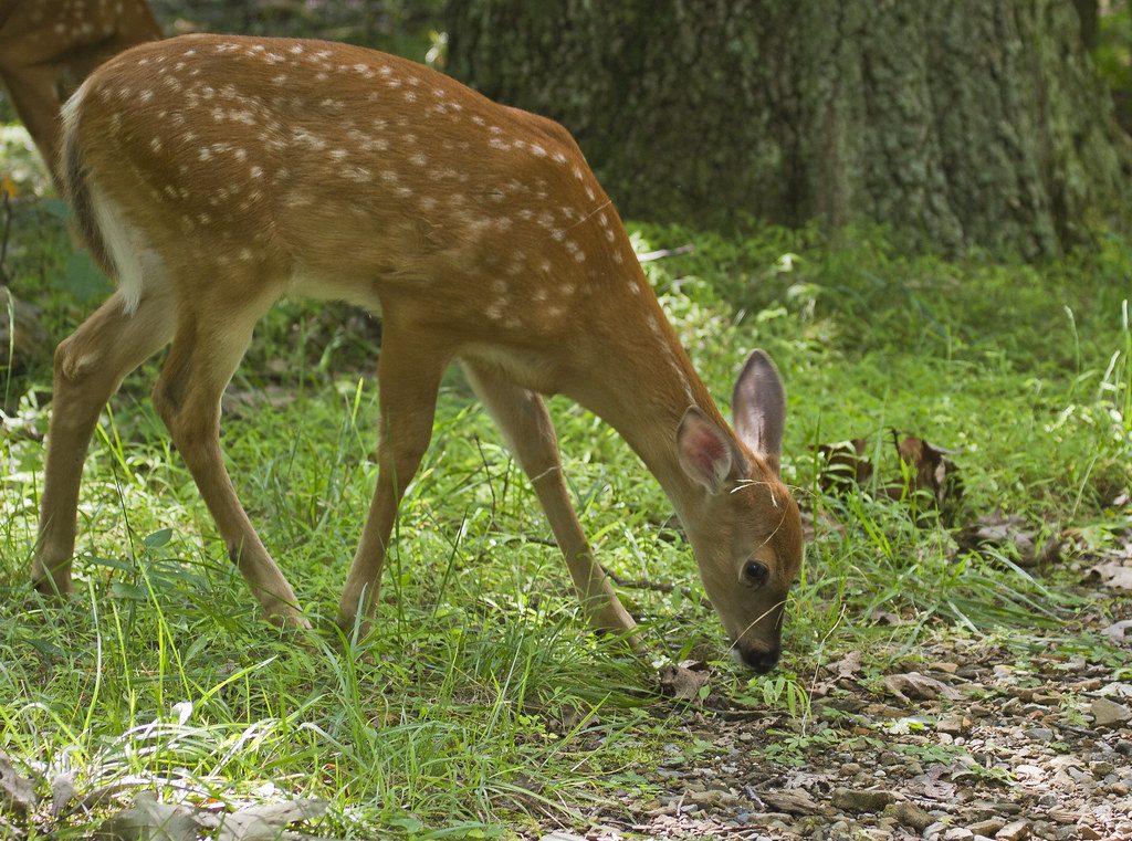 Headless deer sightings in Texas neighborhoods finally get an explanation from wildlife wardens
