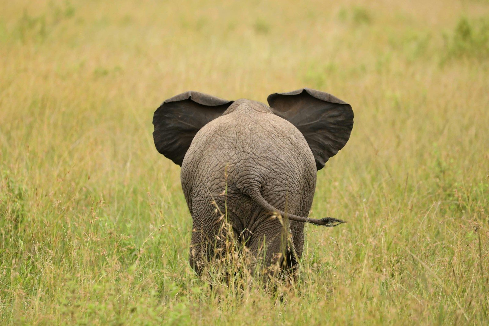 A tiny elephant calf that was once sheltered with goats is now thriving in the wild 12 years later
