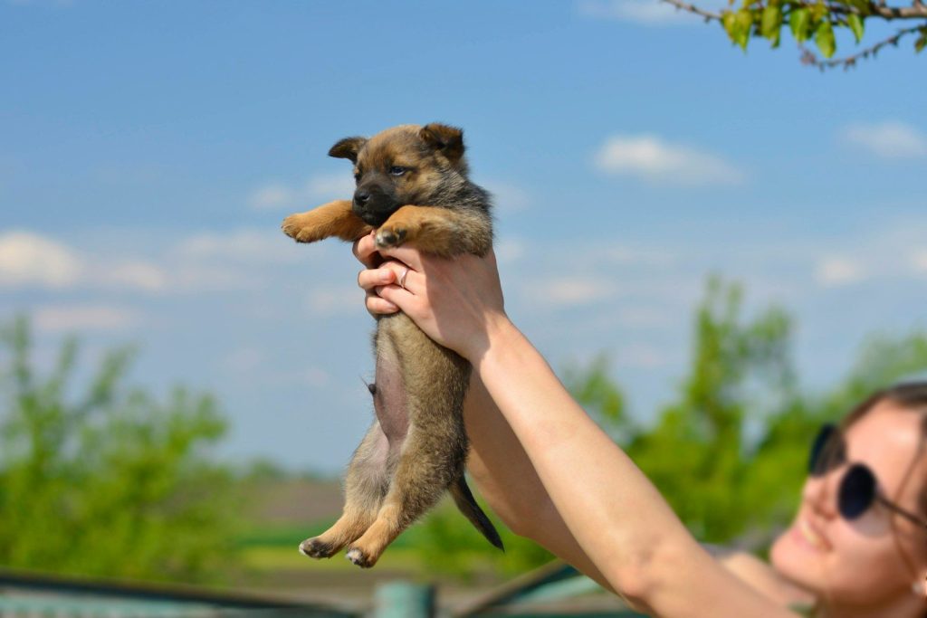 brown and black short coated dog