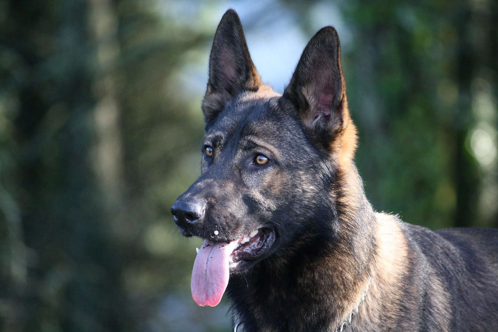 6 dog breeds that often surprise new owners for the wrong reasons