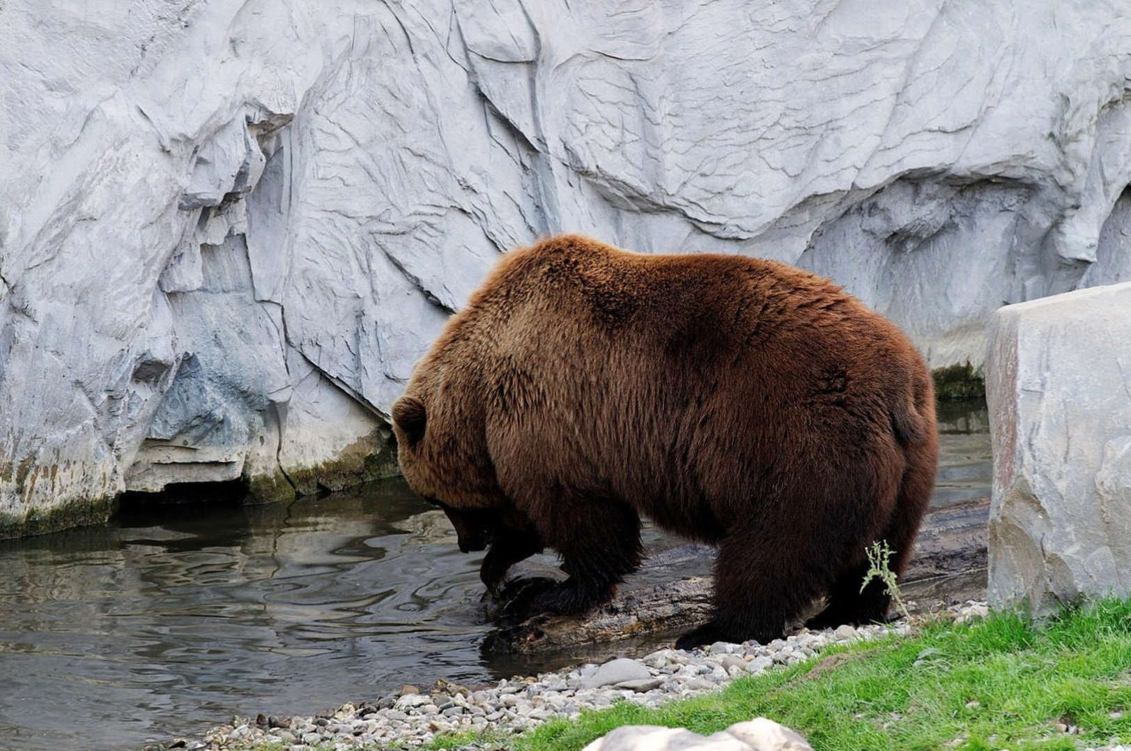 A bear attack in Russia leaves two workers dead as others watch in horror