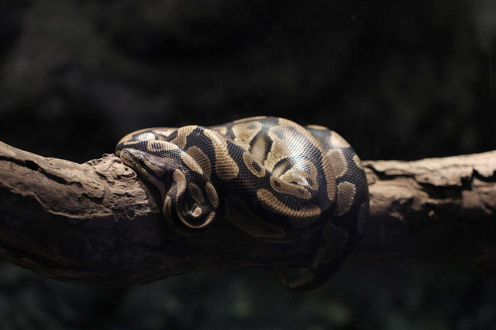 A 5-meter snake is spreading through the Everglades with nothing stopping it
