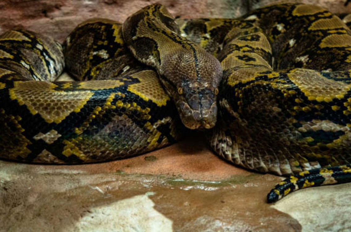 Animals are considered the worst choices for pets to keep