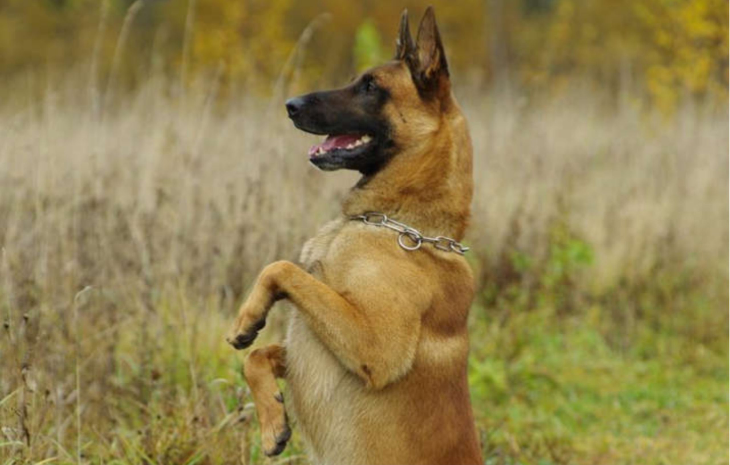 6 dog breeds that may not belong off-leash even when fully trained