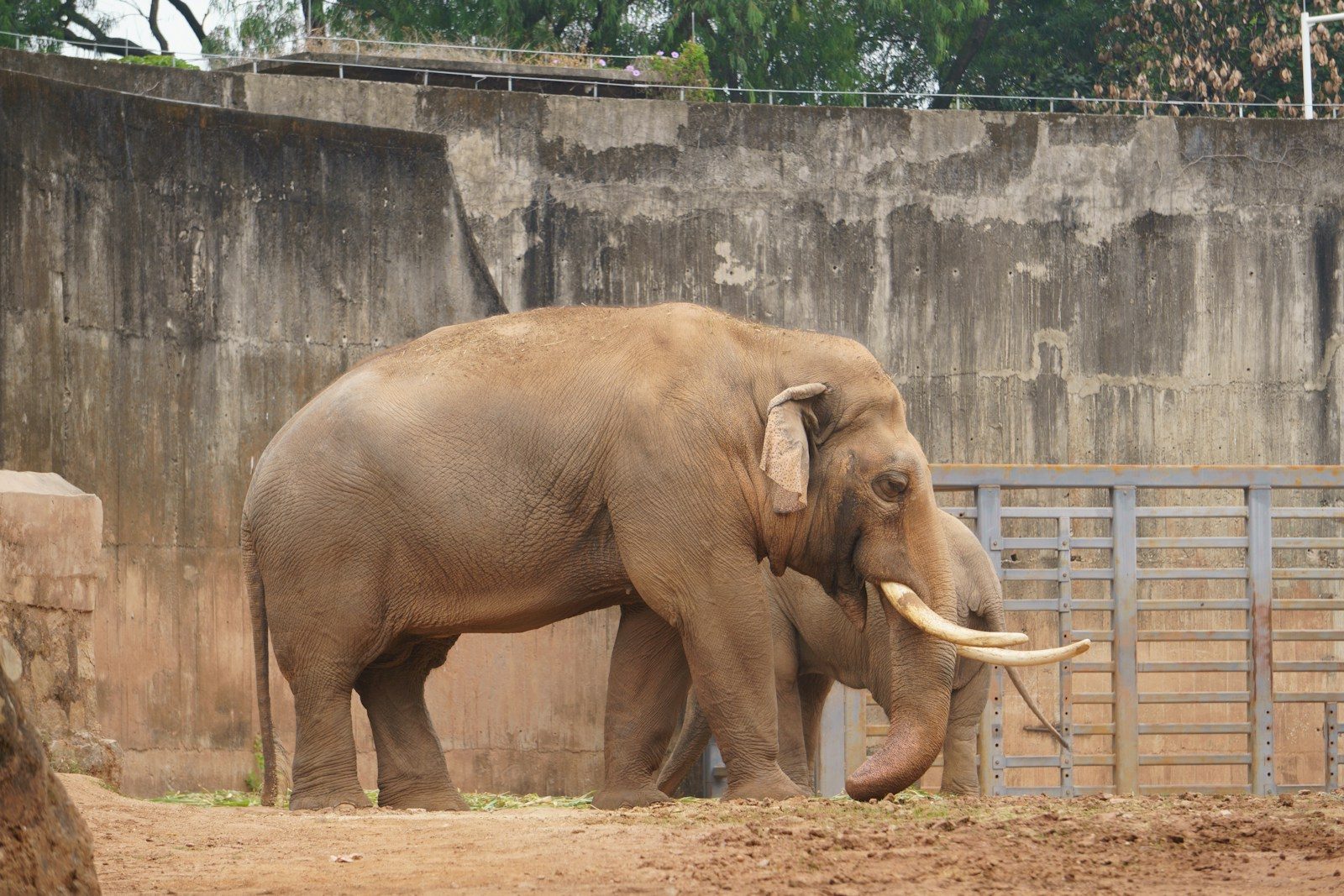 South African court case questions the welfare of three zoo elephants