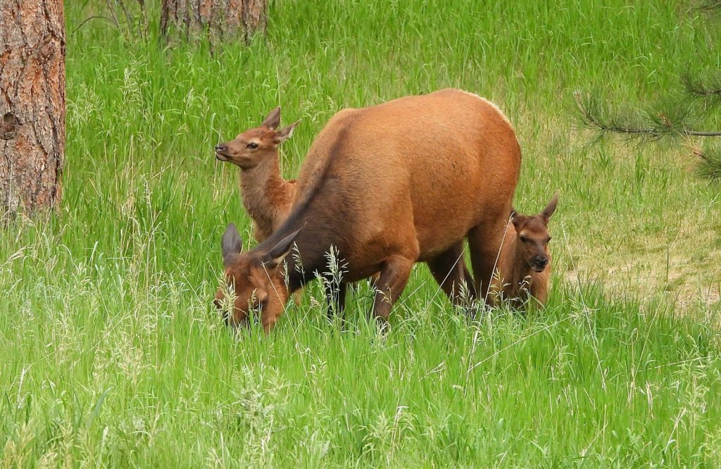 A couple of animals that are standing in the grass
