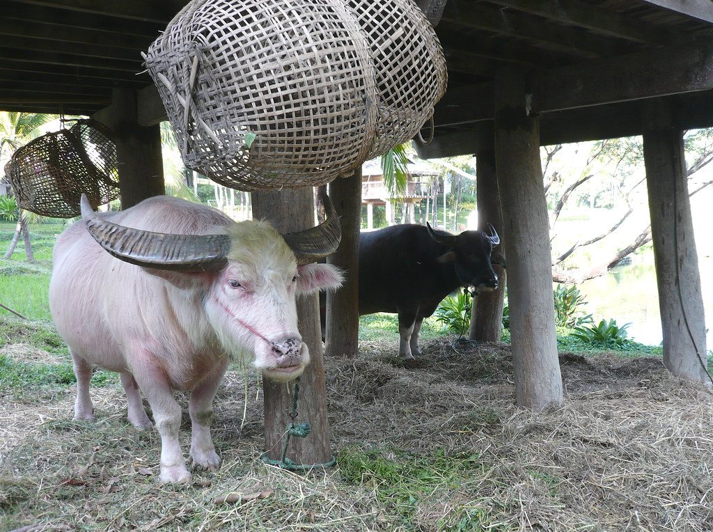 Viral “Donald Trump” buffalo spared from Eid sacrifice at the last moment