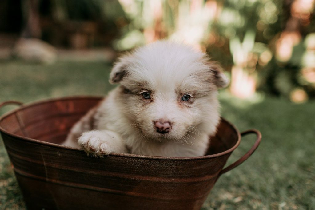 Fluffy puppy sitting in a rustic metal tub outdoors.