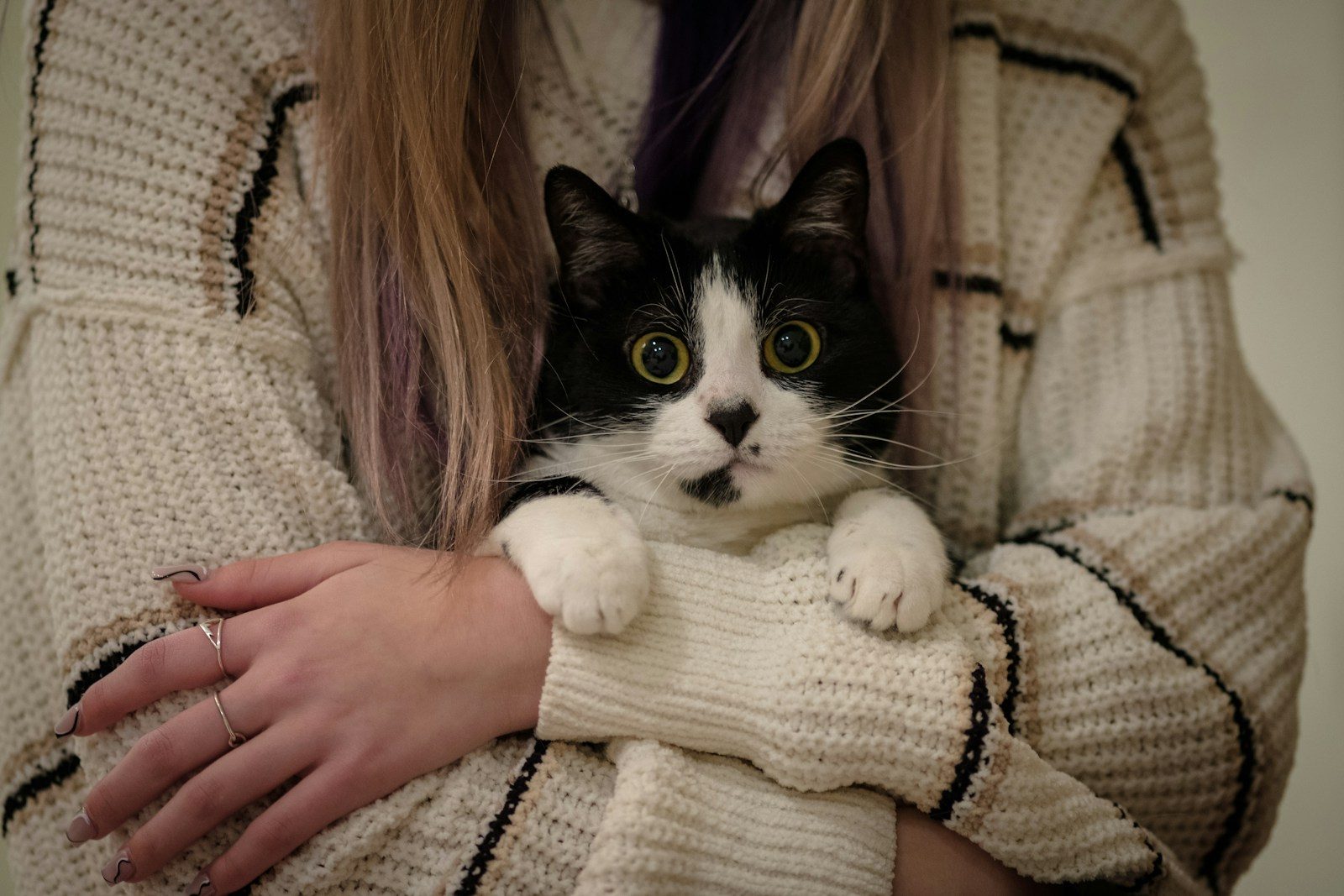 How to apologize to your cat in a way they actually understand