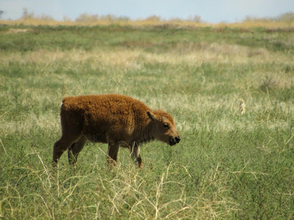 a brown cow in a field