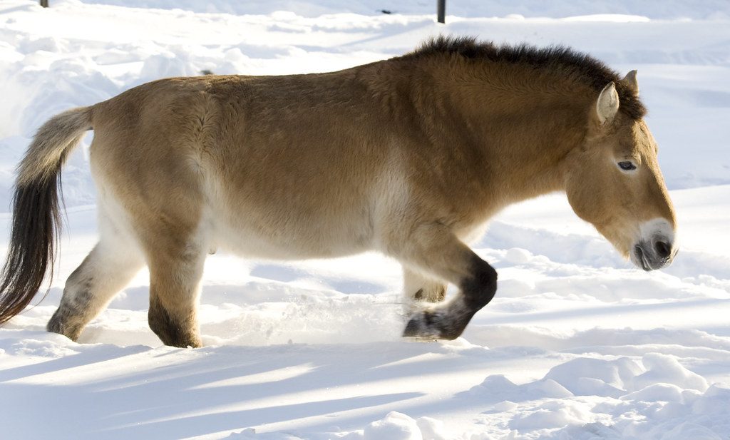 Rare Przewalski’s horse foal born at Bronx Zoo marks major conservation win