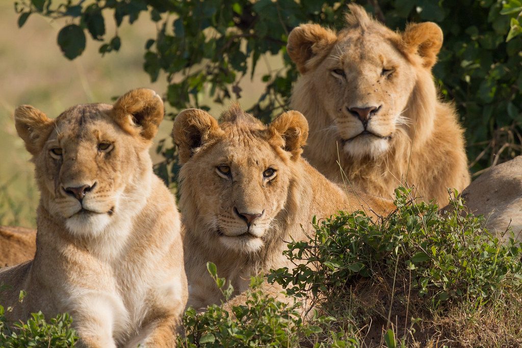 When lions hunt together, it turns into a devastating massacre