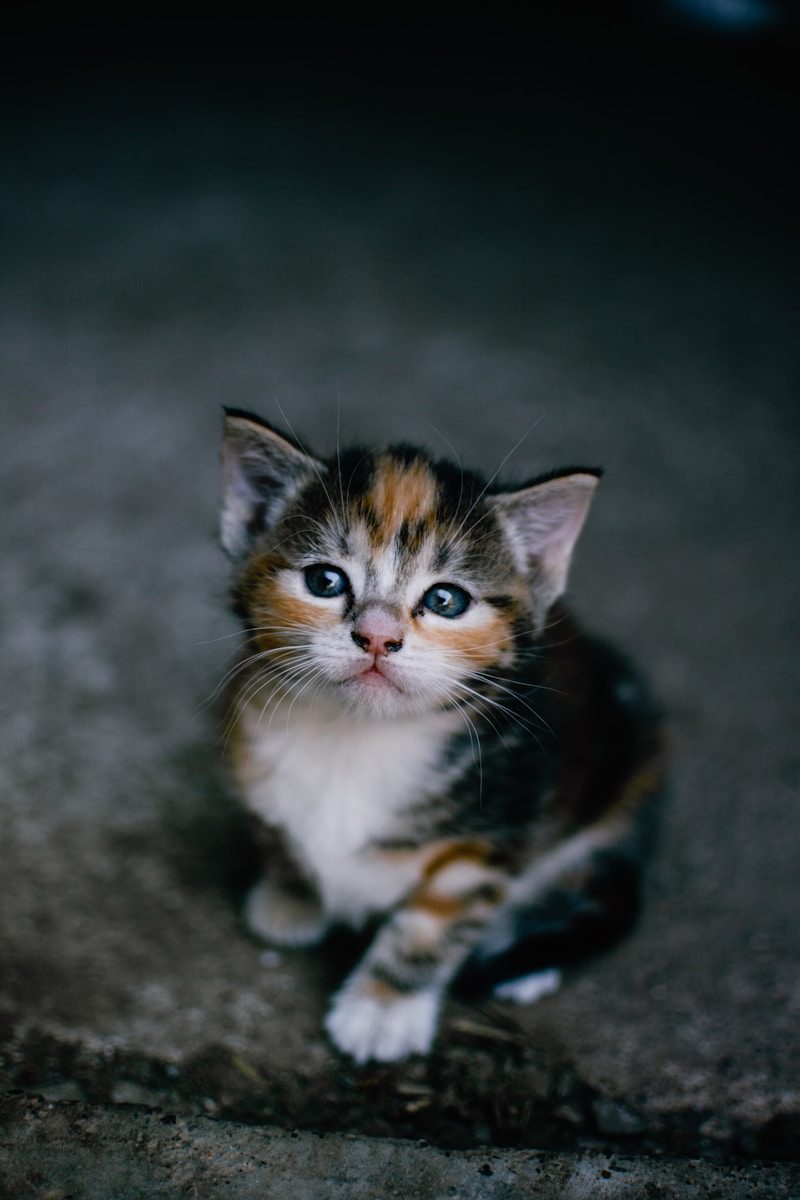 Frightened stray kitten transforms after rescue changes her life
