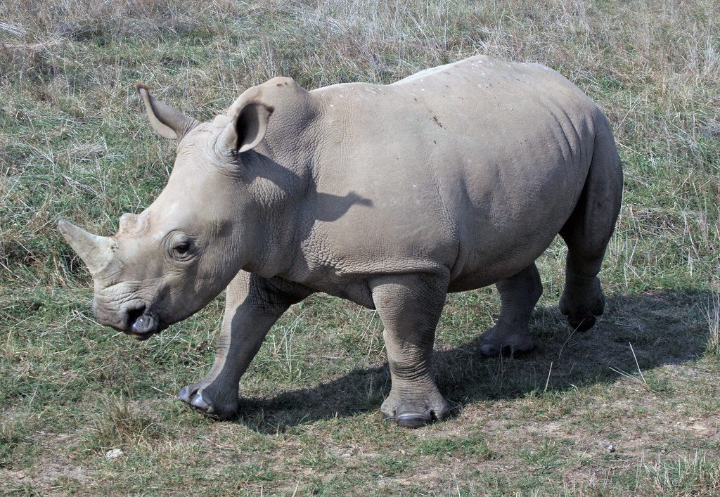 The orphaned baby rhino was too scared to trust anyone until she found someone who stayed by her side