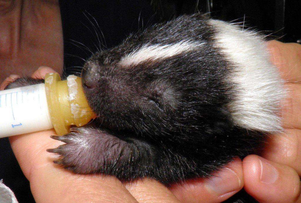The unusual story of a woman raising a skunk like a toddler