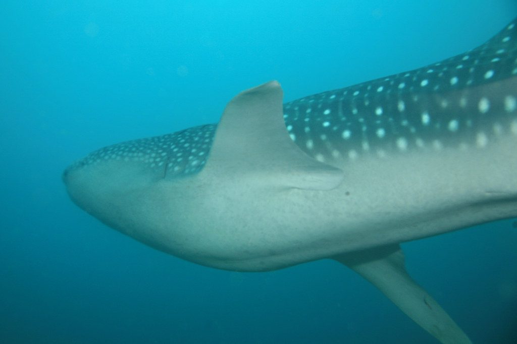 One of the largest sharks ever filmed disappeared without a trace