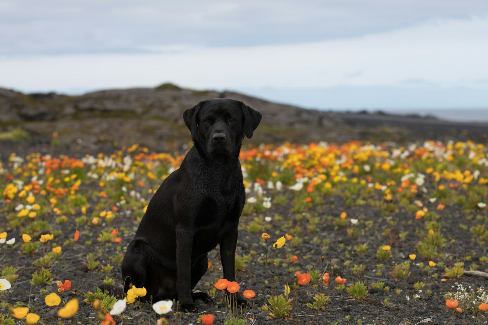Woman adopts “Lab puppy” and is stunned by what the DNA test reveals