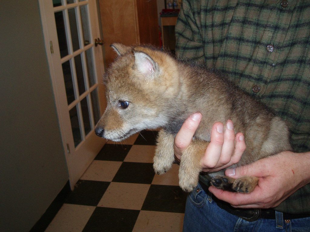 A coyote pup appears in their backyard and soon becomes part of the family forever