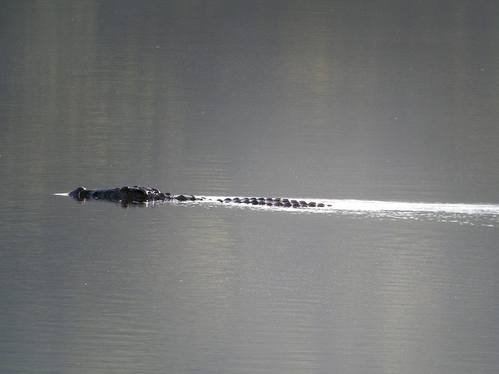 The legendary crocodile associated with more than 200 deaths