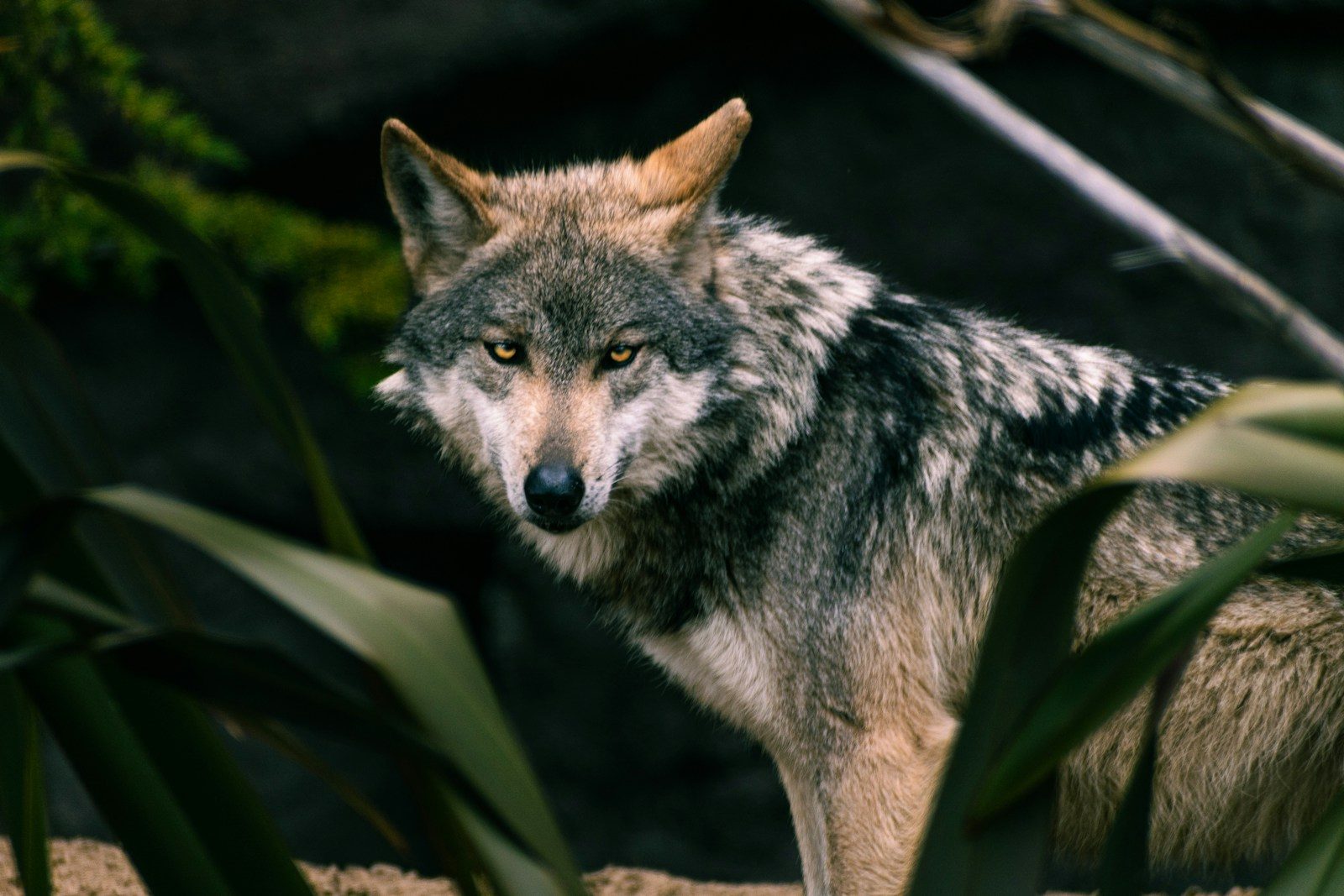6 animals in the US that are legally off-limits to handle or disturb