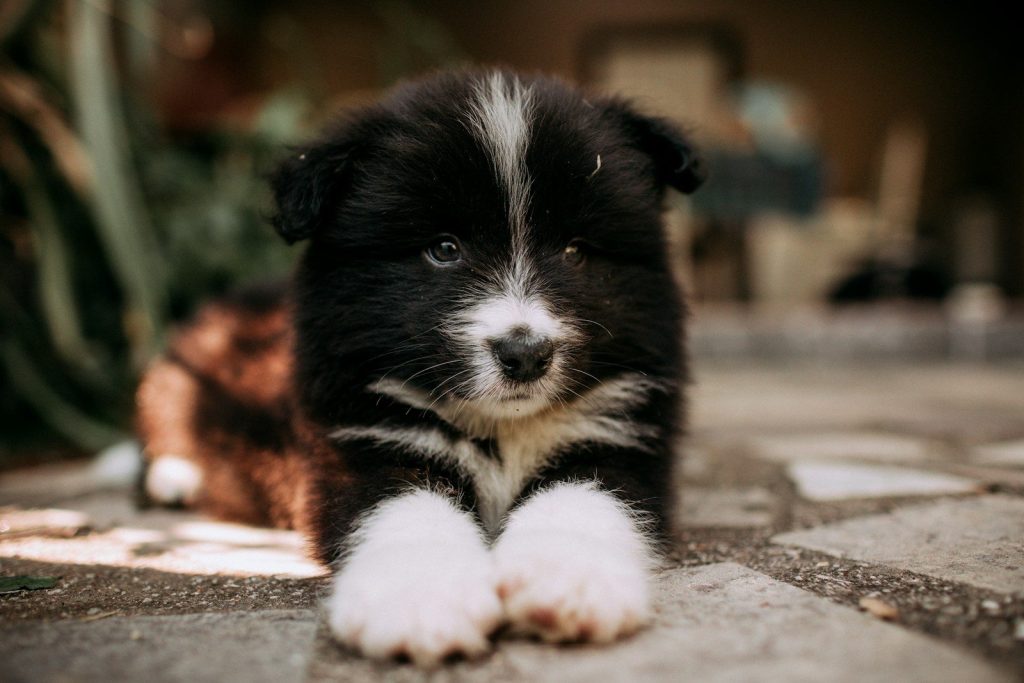 A fluffy black and white puppy lies on stone patio.