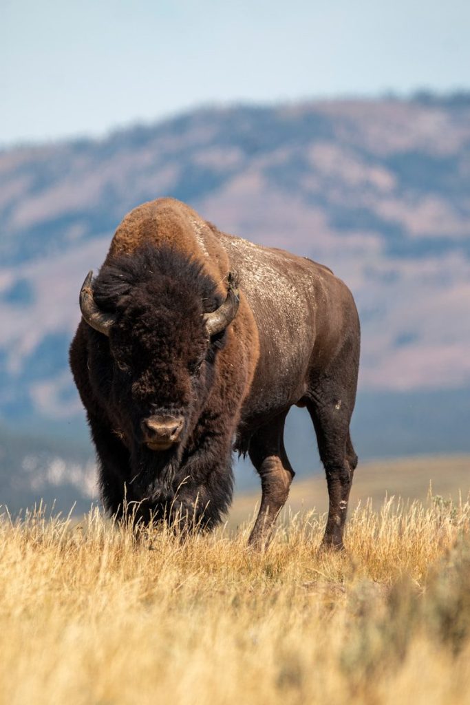selective focus photography of brown cattle on brown field