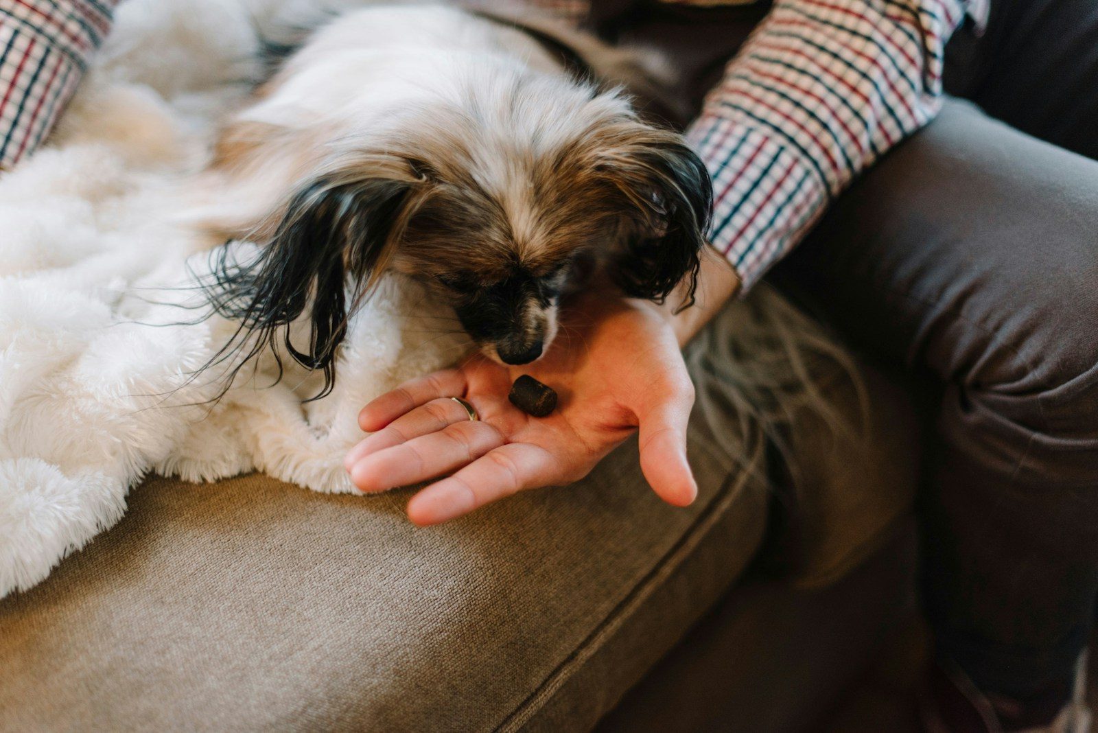 Common foods that can be toxic to dogs