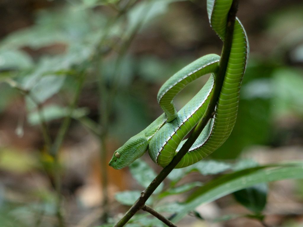 a green snake is curled up on a branch