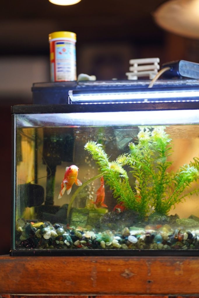 a fish tank with some plants and rocks in it