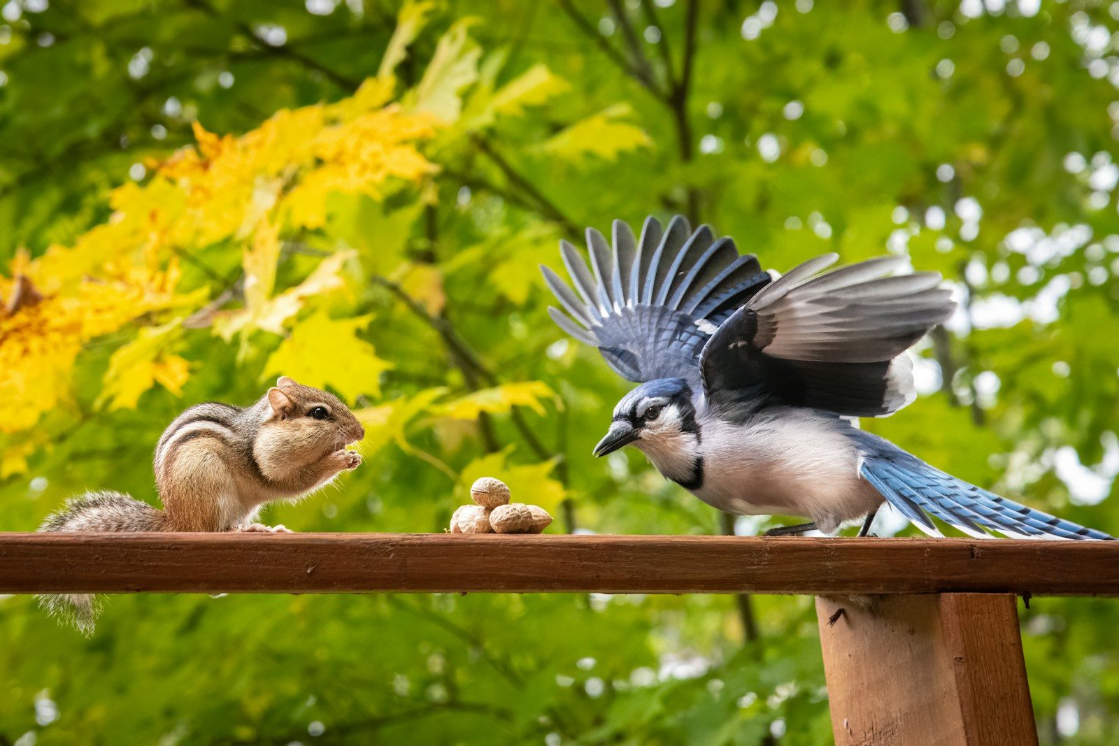 Reasons to reconsider attracting blue jays to your yard