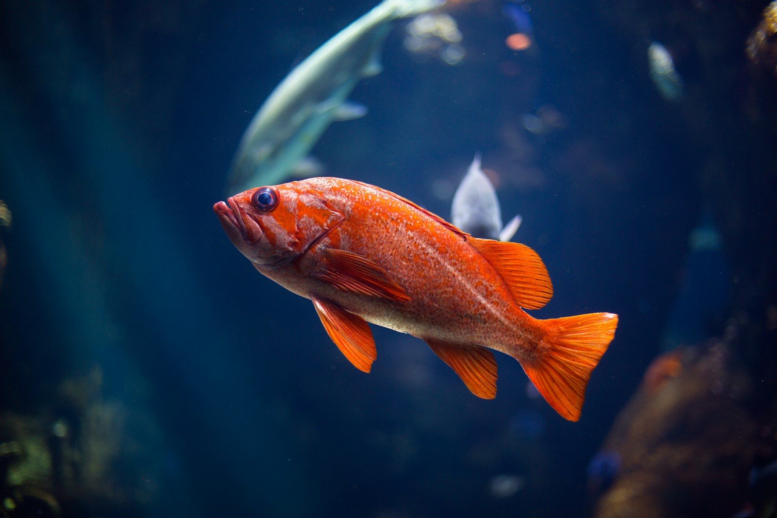 The simple art of keeping saltwater fish healthy and thriving