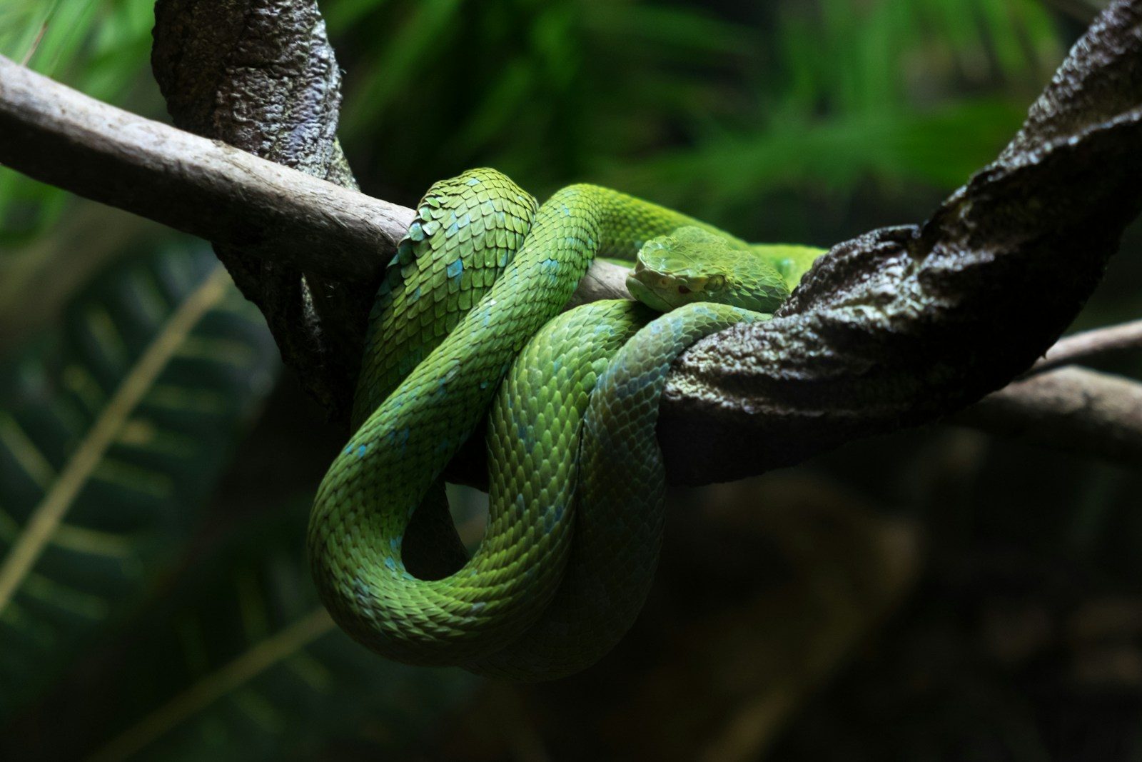 The animal bites and stings humans fear the most