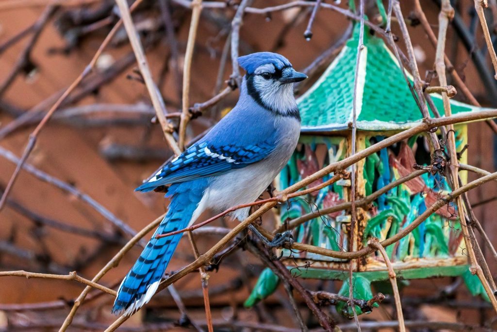 a blue bird perched on a branch next to a birdhouse