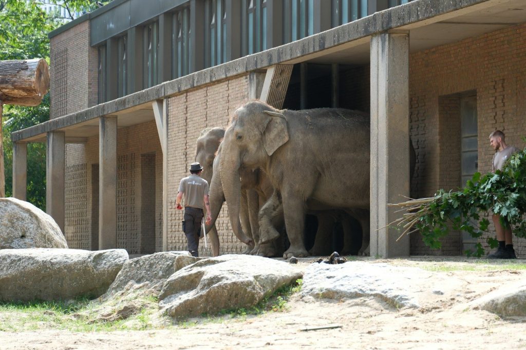 A couple of elephants that are standing in the dirt