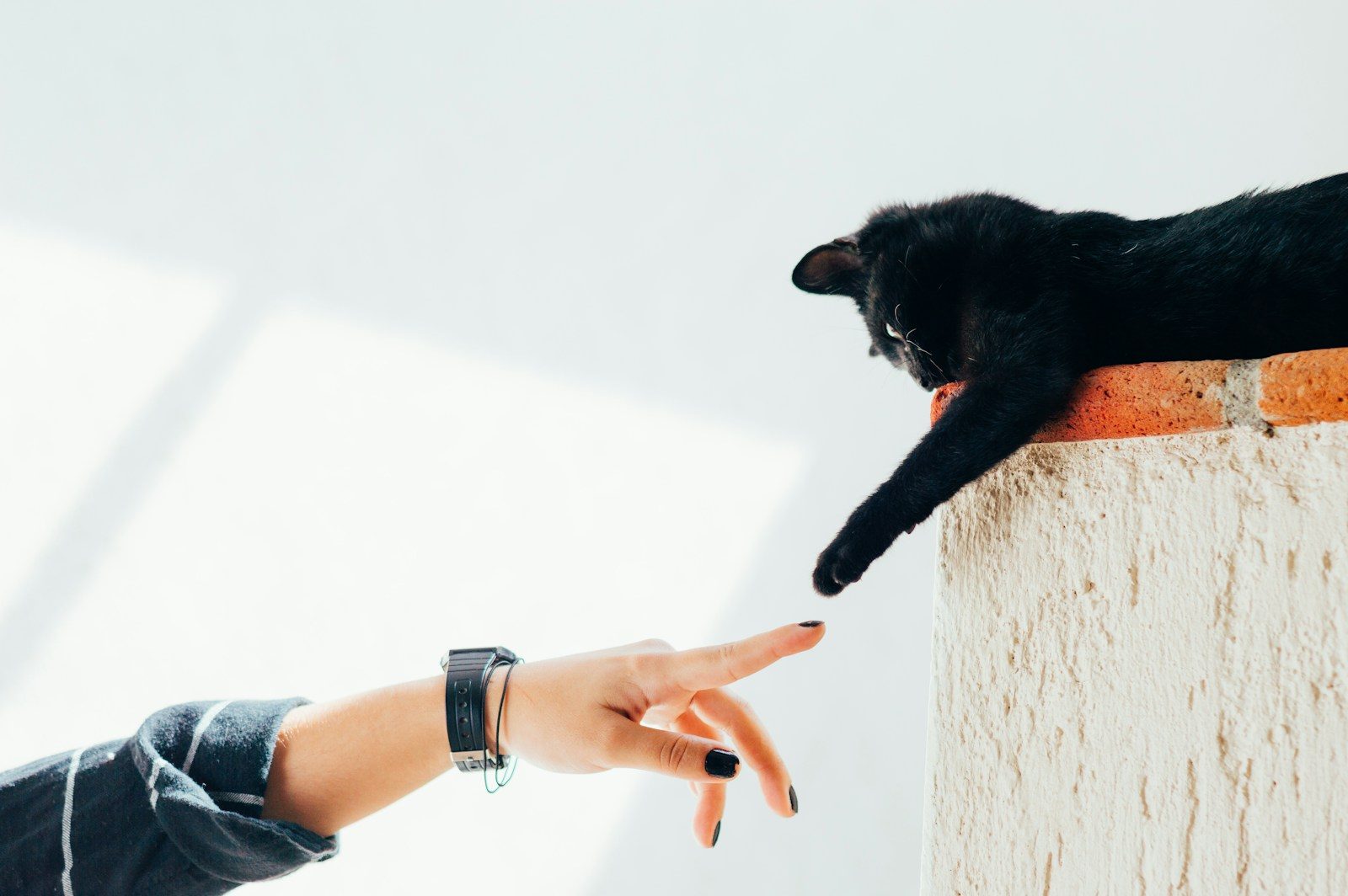 Small behaviors that can make your cat feel ignored