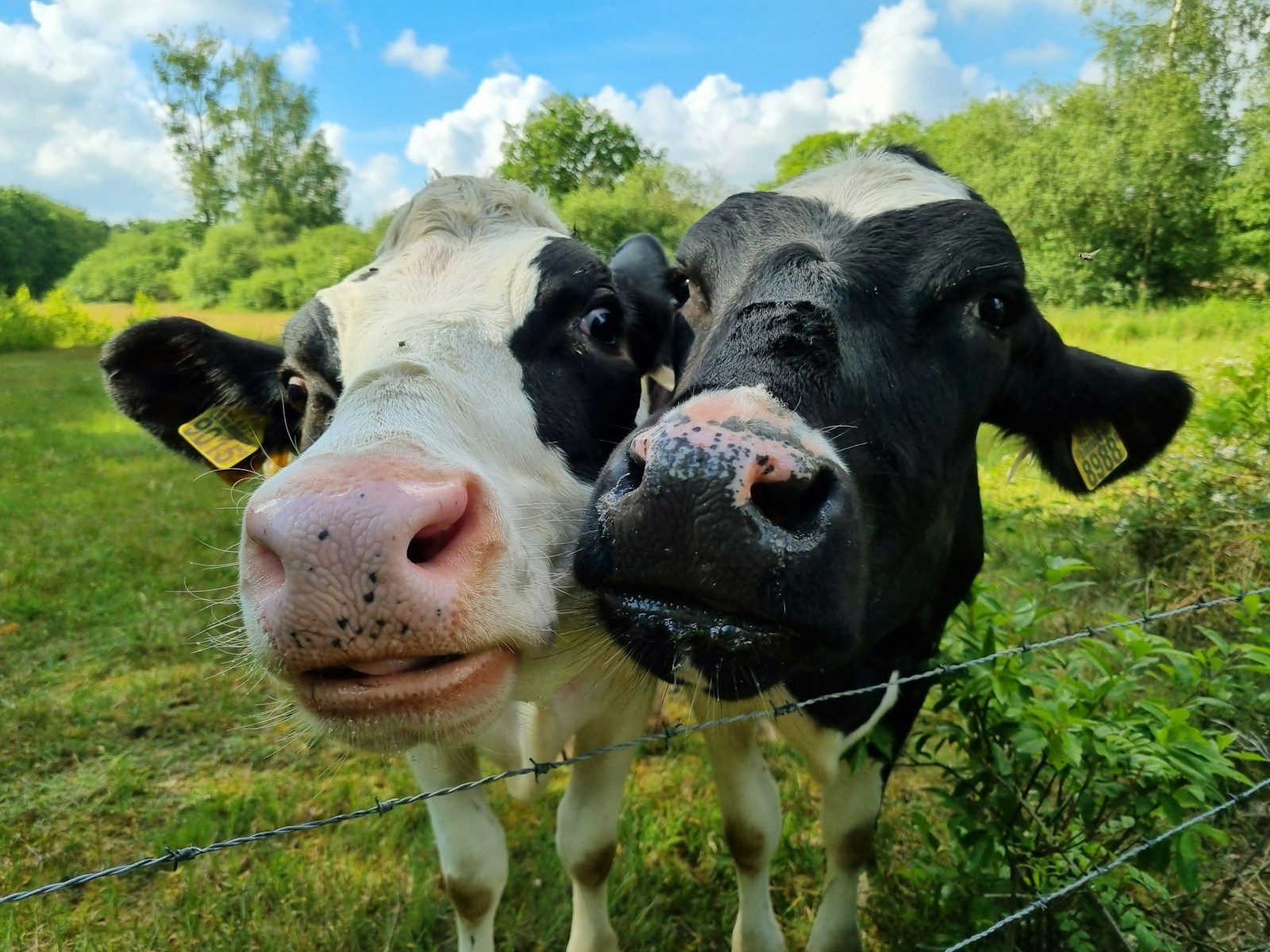 A blind cow finds comfort and companionship with a larger cow