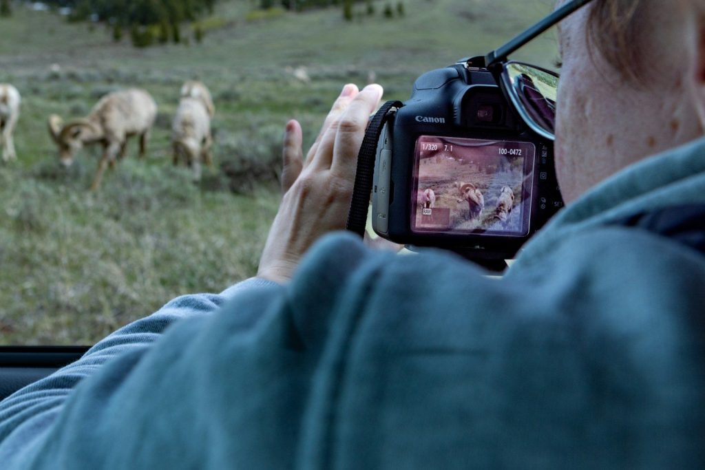 Person photographing bighorn sheep in a grassy field.