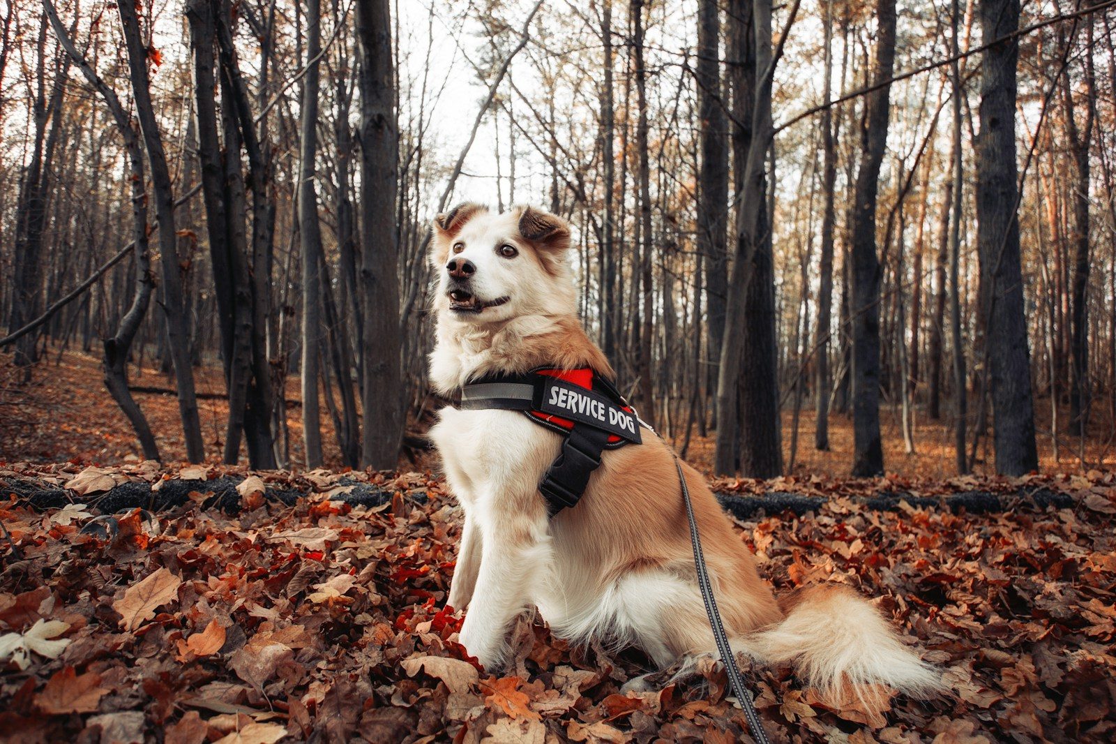 Service dog on flight sensed woman’s hidden heart condition before doctors did