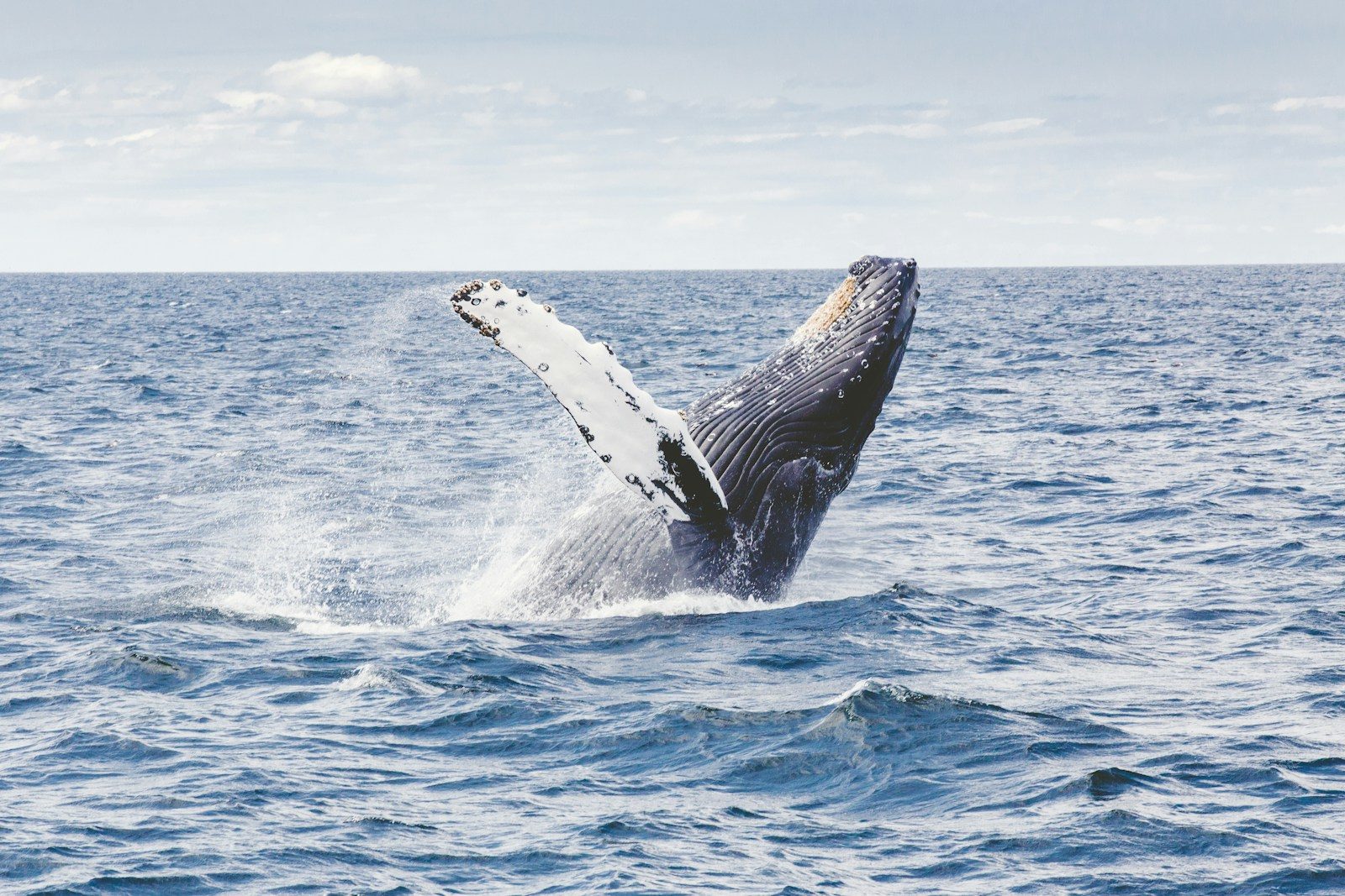 Why scientists advised against saving Timmy the whale