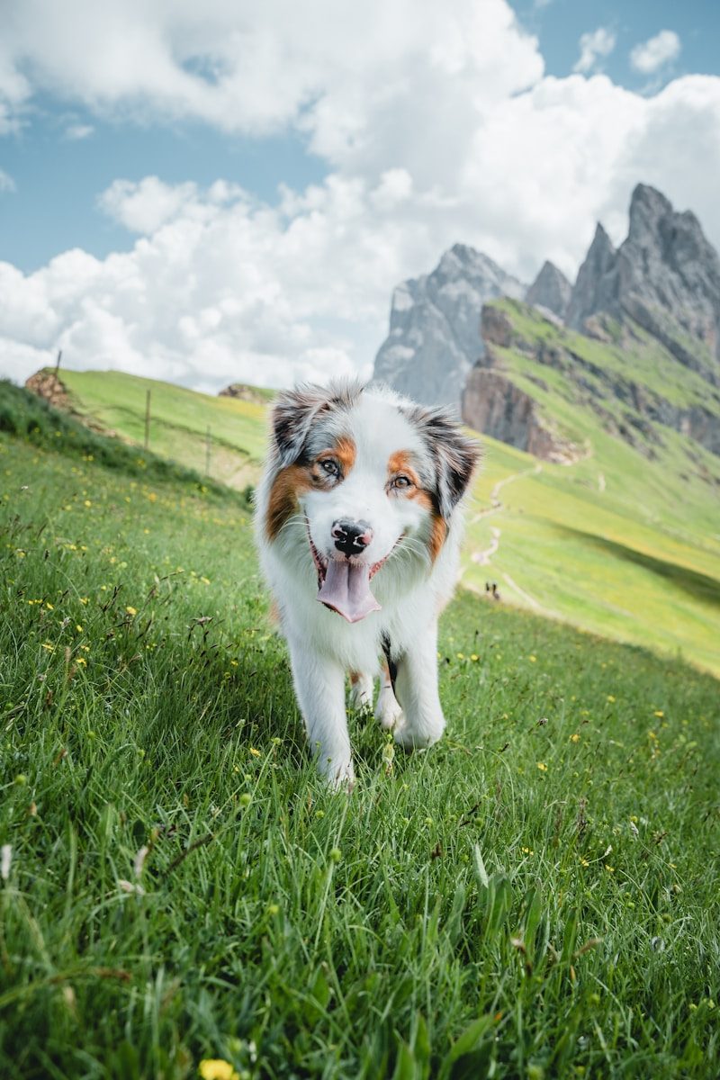 a white and brown dog walking across a lush green field